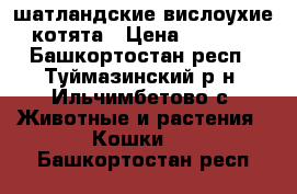 шатландские вислоухие котята › Цена ­ 1 000 - Башкортостан респ., Туймазинский р-н, Ильчимбетово с. Животные и растения » Кошки   . Башкортостан респ.